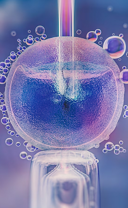 Blastocyst